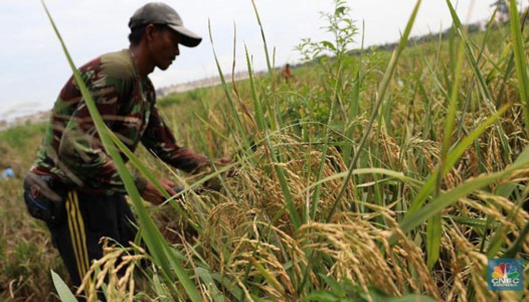 Guru Besar IPB Kritik Cetak Sawah: Lebih Baik Subsidi Petani!