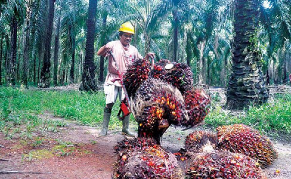 Harga CPO Naik Berkat Membaiknya Hubungan Dagang Malaysia dan India
