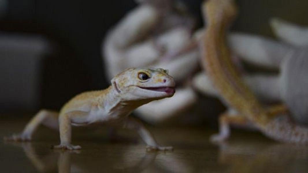 Ilmuwan Ungkap Penemuan Spesies Tokek Baru di Bali