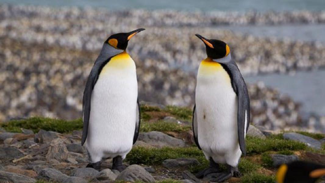 Mengandung Gas Tawa, Kotoran Penguin Bisa Bikin Linglung