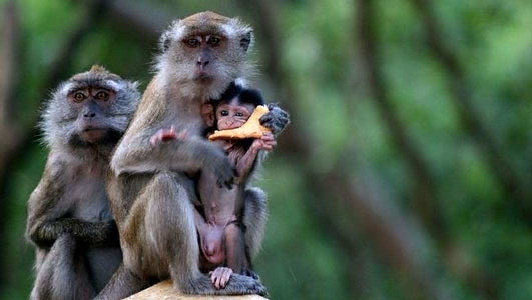 Monyet Curi Sampel Darah Pasien Covid-19 di India