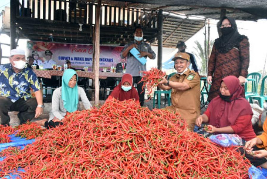 Kualitas Lebih Segar Harga Lebih Murah, Pemkab Bengkalis Imbau ASN Konsumsi Cabe Petani Lokal