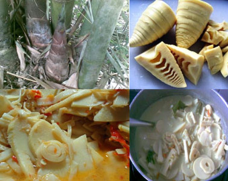 Kandungan dan Manfaat Rebung