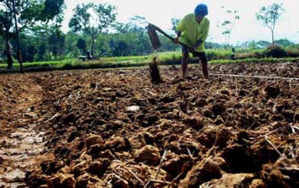 Menghadapi Kemarau Panjang, Petani Pangan di Siak Resah