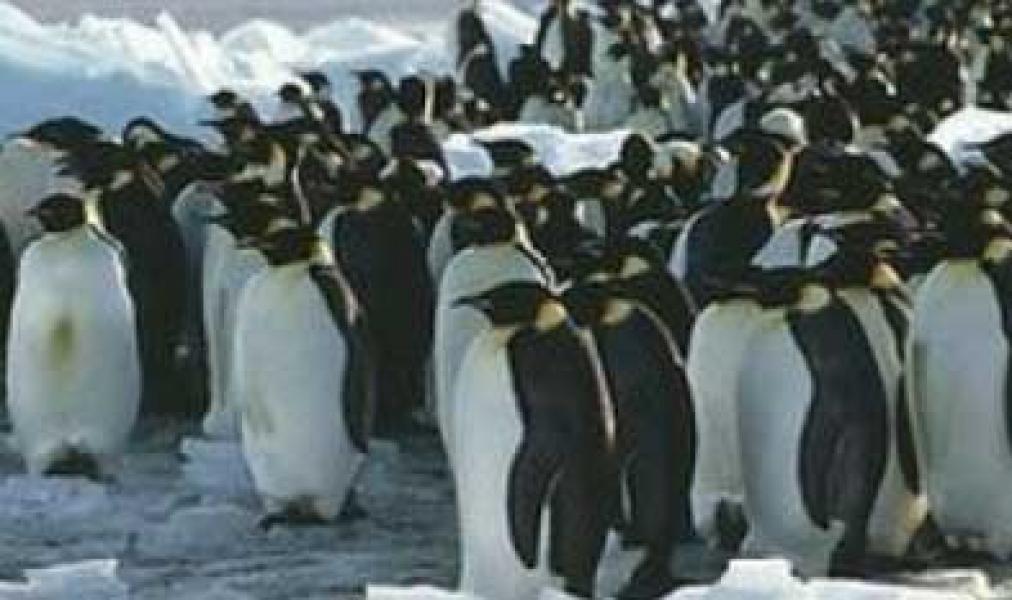 Populasi Pinguin Menyusut Akibat Perubahan Iklim