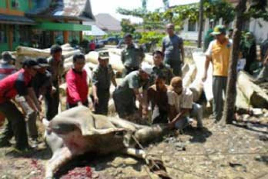 Sambut Ramadhan, Dishut Kampar Semblih Dua ekor Kerbau