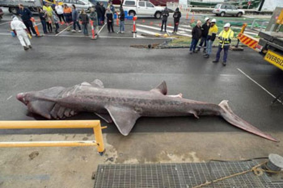 Nelayan Australia Tangkap Monster Laut