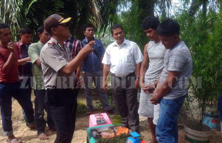 Polsek Ukui Temukan 10 Batang Tanaman Ganja di Desa Bukit Gajah