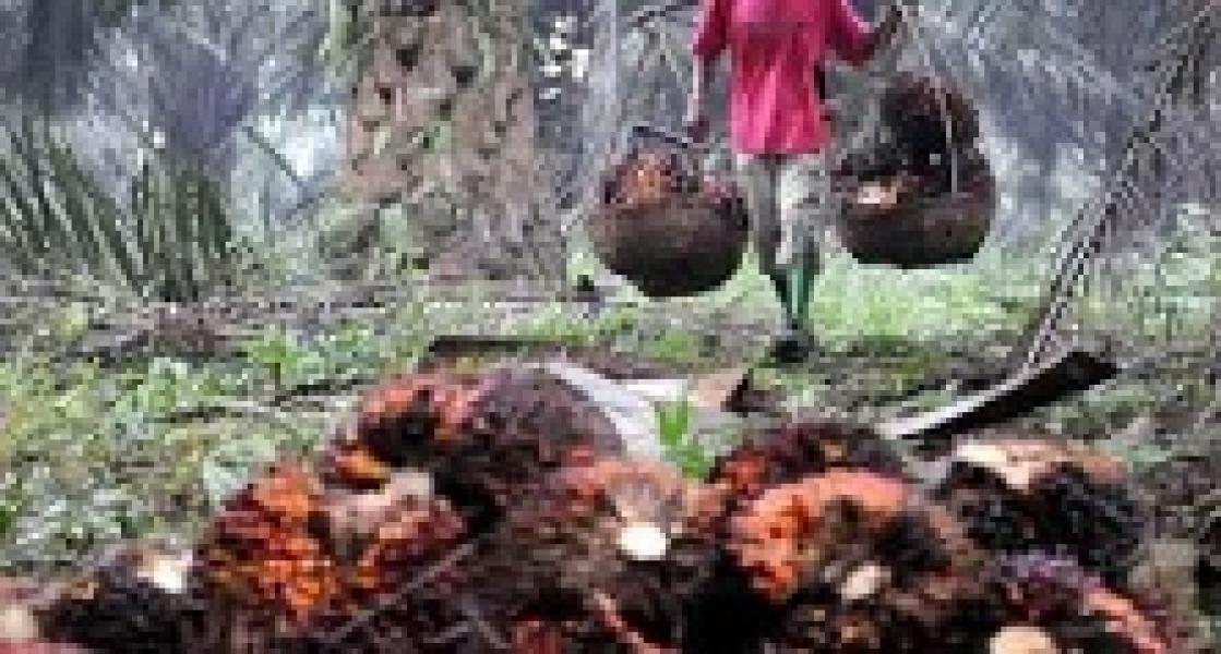 Tiga Pencuri Sawit PT Tesso Dipolisikan