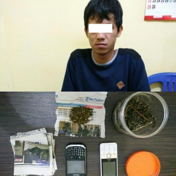 Bandar Ganja dan Sabu Dibekuk Aparat Satrsenarkoba Polres Kampar