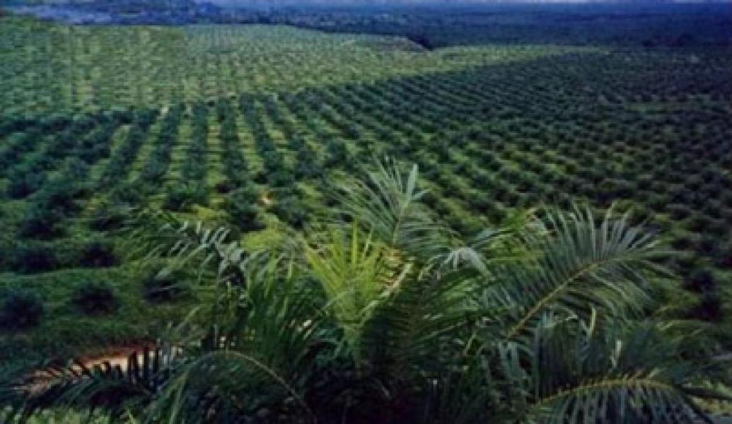 Beroperasi di Kawasan Hutan, Dirut PT PLM bisa Dipidanakan