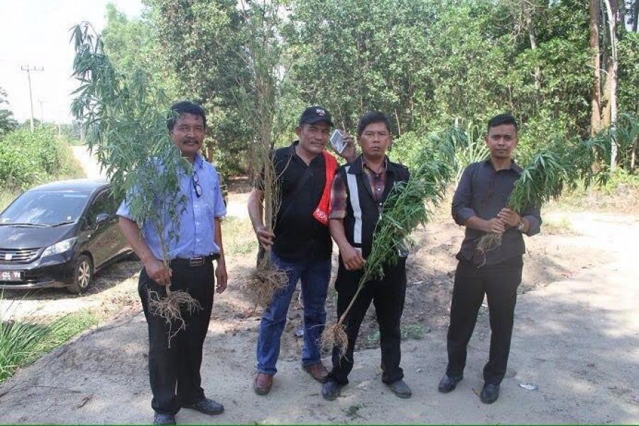 Ditresnarkoba Polda Riau Amankan 9 Pohon Ganja di Desa Okura 