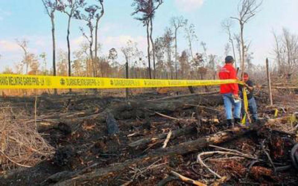 Djohor Djudin Disebut Penanggung Jawab Pembangunan Sawit PT PLM di Kawasan Hutan