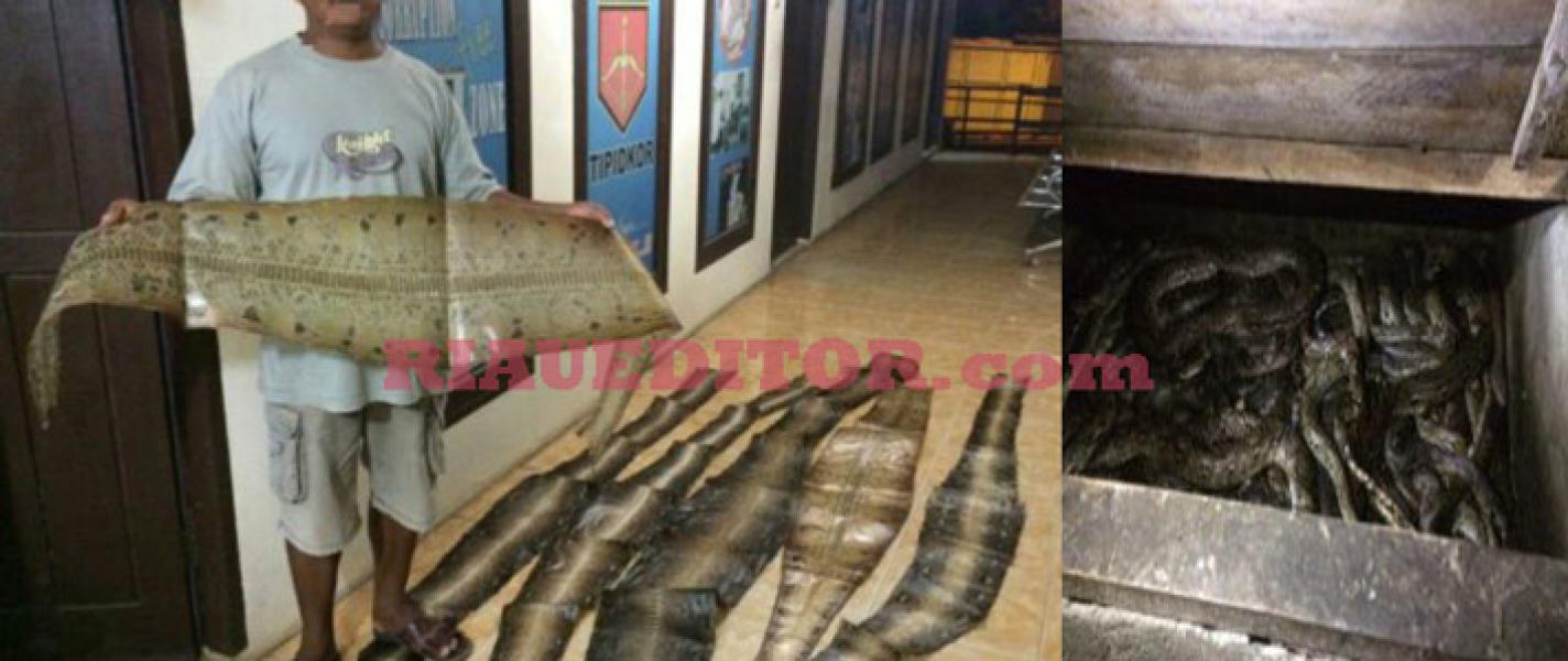Polres Pelalawan Amankan Pelaku Perdagangan Satwa Kulit Ular Dilindungi