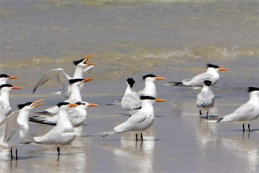 Naiknya Permukaan Laut Ancam Puluhan Spesies Burung