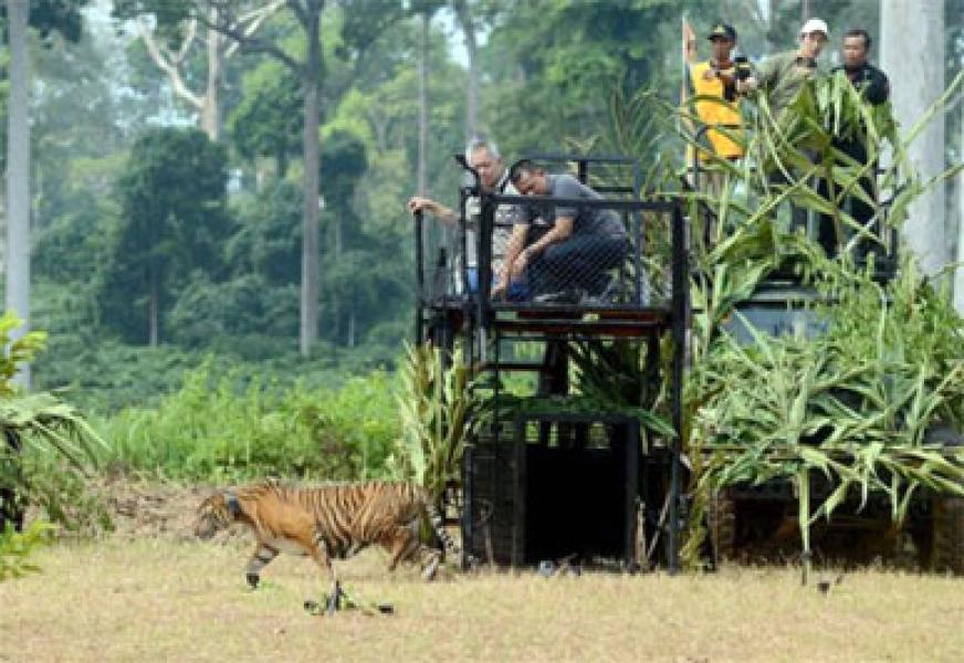 Panglima TNI: Hutan Miliki Fungsi Strategis Menunjang Kecakapan TNI