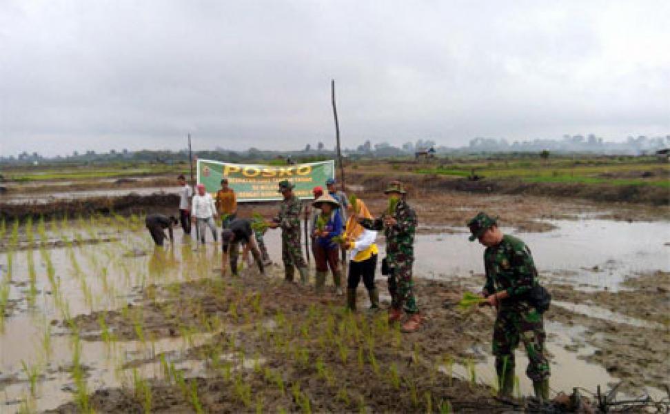 Prajurit Koramil 01/Rengat Pendampingan Taman Padi Serentak Di Desa Redang 