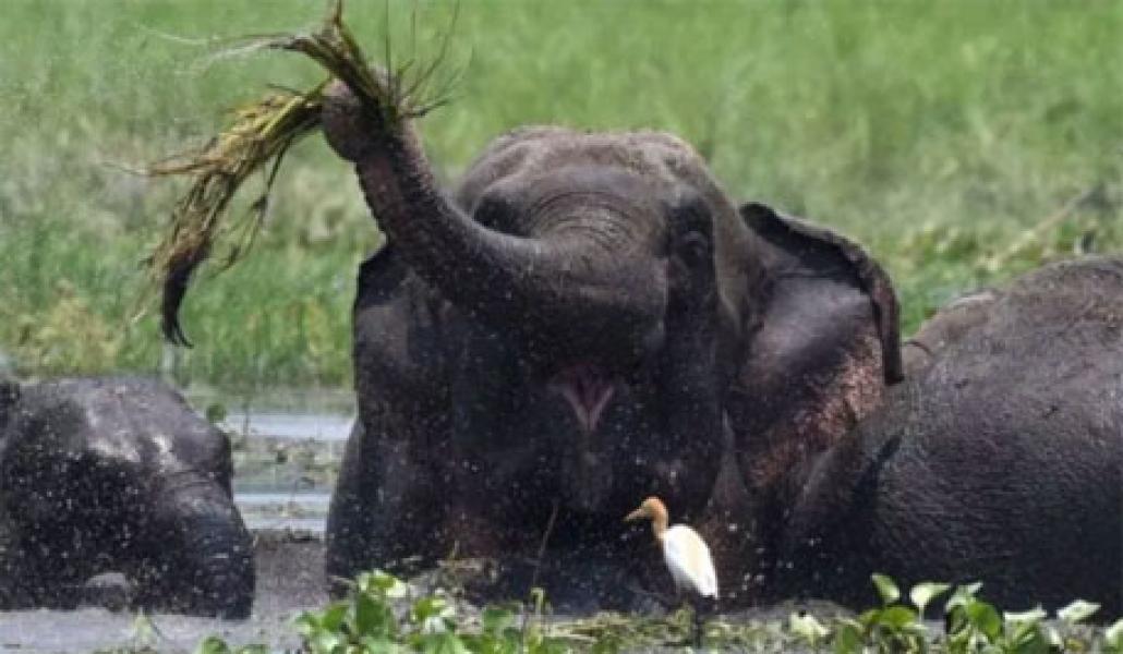 Tewas Ditabrak, Bayi Gajah Dibiarkan Tergeletak di Pinggir Jalan