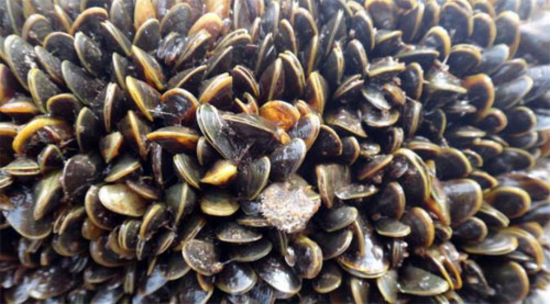 Wow! Ternyata ini Hewan Paling Mematikan dari Amazon, Lebih Bahaya dari Piranha