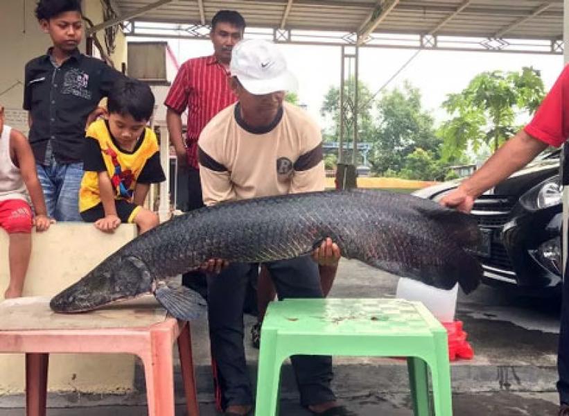 Warga Sidoarjo Dihebohkan Penemuan Ikan 