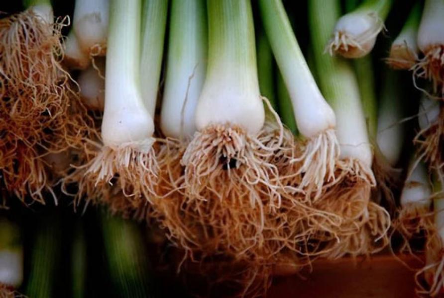 10 Manfaat Bawang Prei bagi Kesehatan