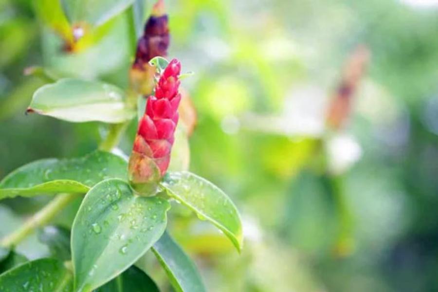 11 Manfaat Lempuyang Bagi Kesehatan