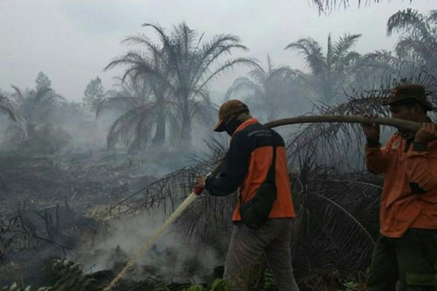 Kemarau Panjang, Waspadai Kebakaran Lahan dan Hutan