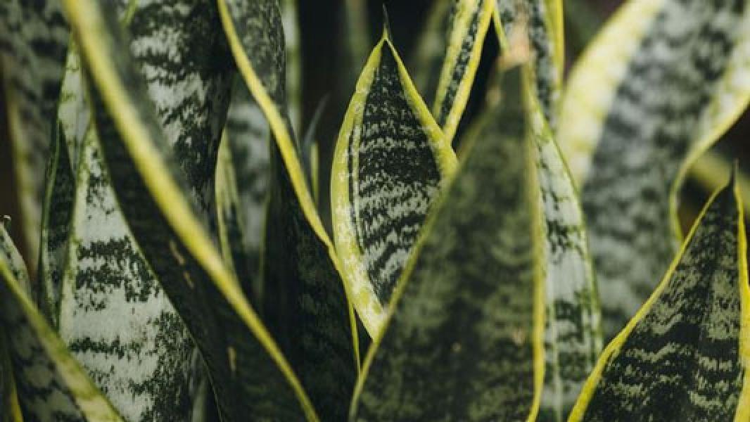 4 Tanaman Cantik Pengusir Ular