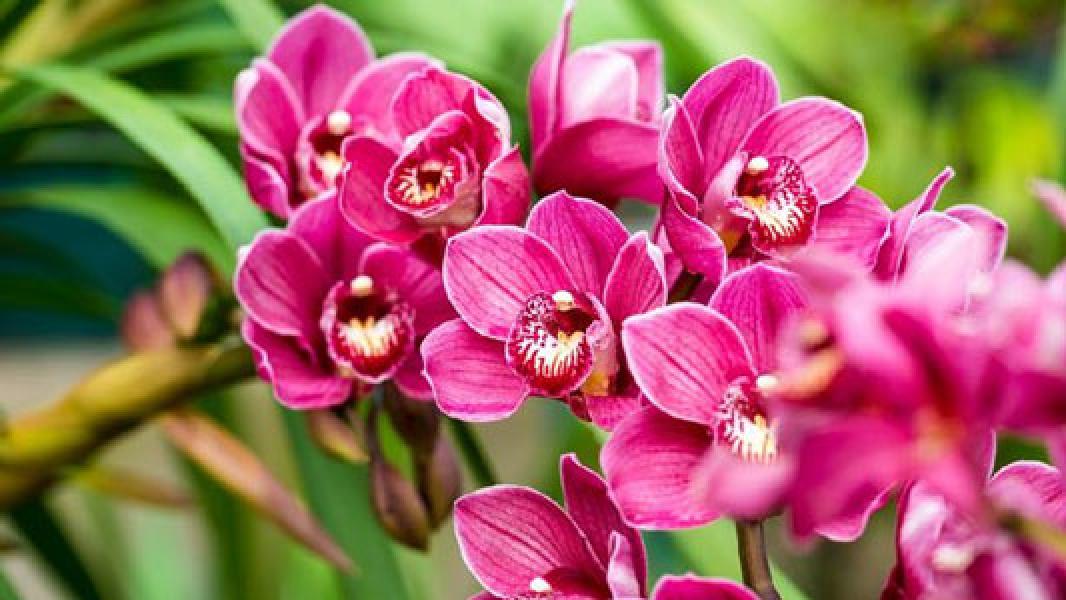 4 Tips Menanam Anggrek Agar Berbunga Indah