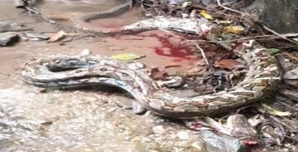 Anak 16 Tahun Tewas Dililit Ular Piton di Sulawesi Jadi Pemberitaan Media Inggris