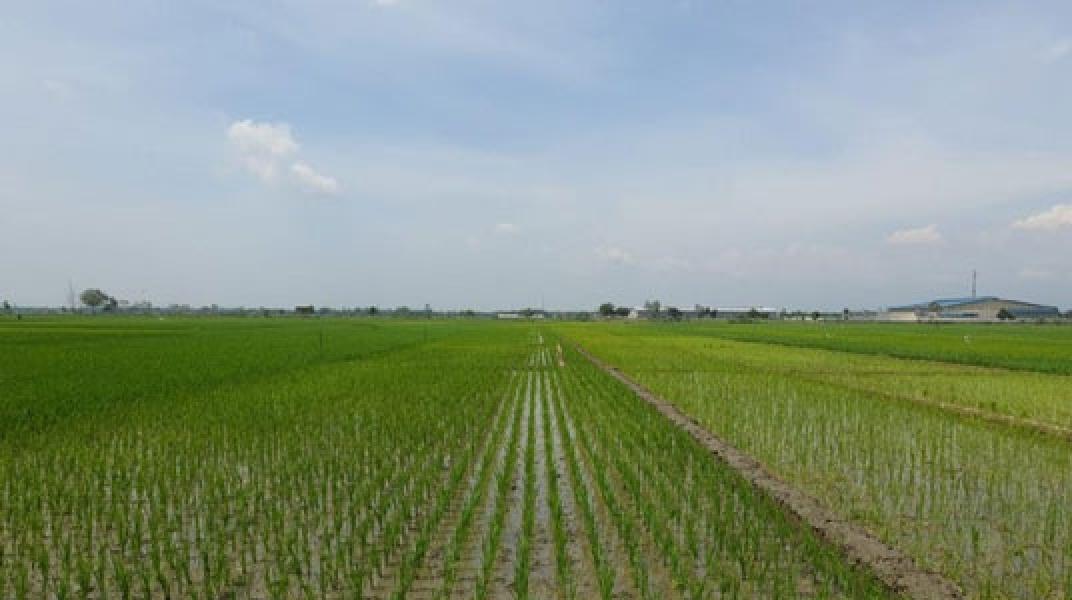 Ancaman Krisis Pangan, 1,4 Juta Ha Gambut Disulap Jadi Sawah