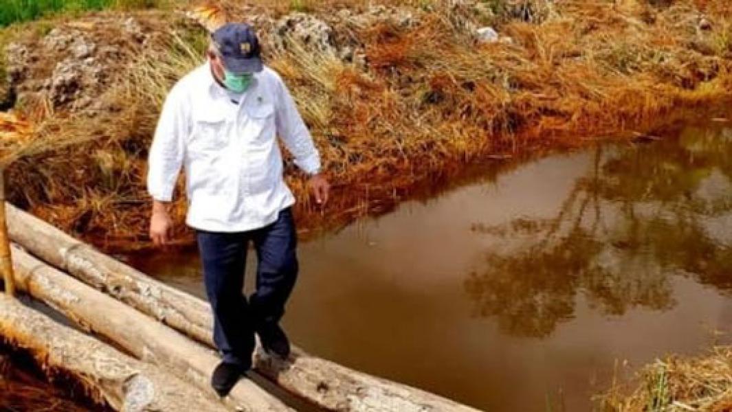Apa Kabar Rencana Cetak Sawah Jokowi di Kalimantan Tengah?