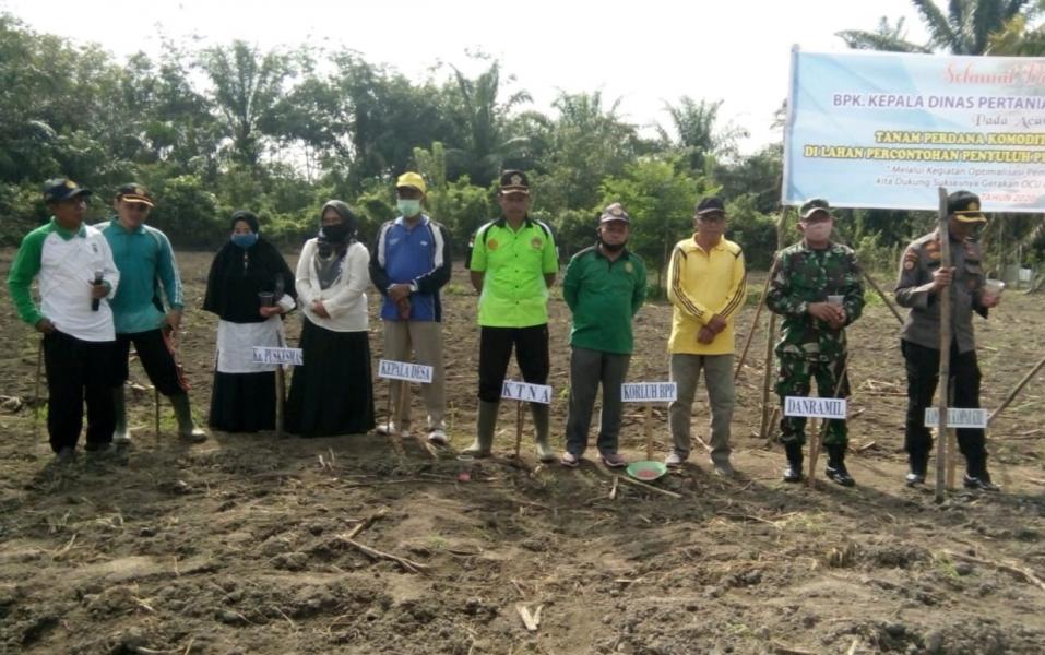 Babinsa Koramil 05/Kampar Kiri Ikut Tanam Perdana Jagung Manis Dilahan Percontohan BPP Kampar Kiri