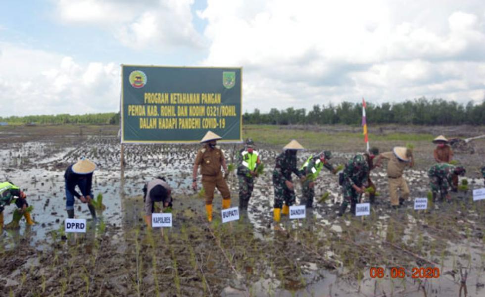 Bupati Rohil Buka Tanam Padi Perdana di Rokan Baru Pesisir