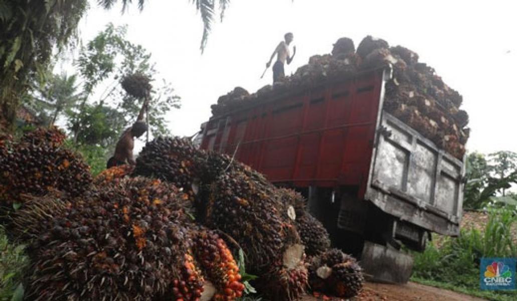 Dalam Kondisi Berat, PTPN Punya Utang Rp 48 T