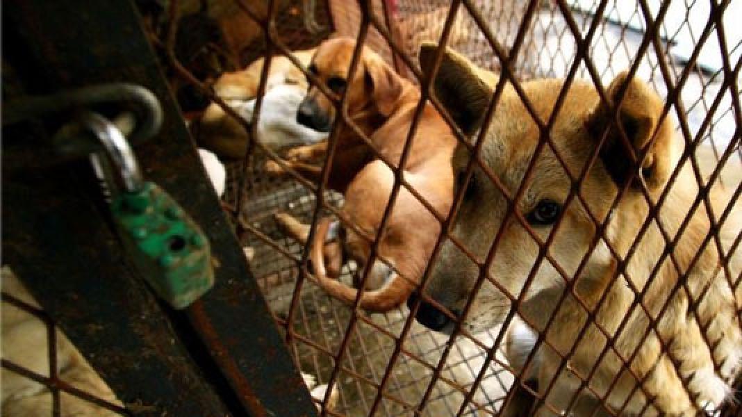 Di Tengah Pandemi Covid-19, Kota Ini Masih Saja Gelar Festival Daging Anjing