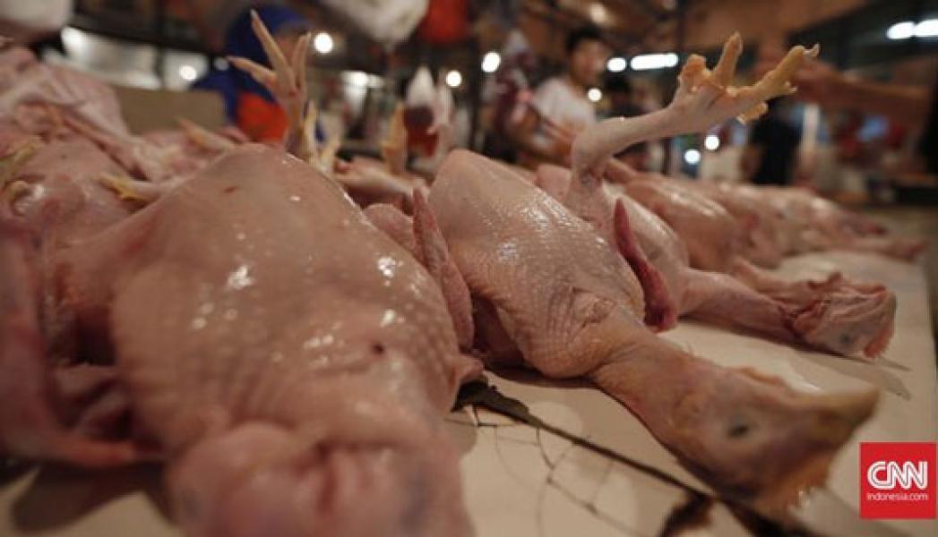 KPPU Selidiki Lonjakan Harga Ayam di Medan