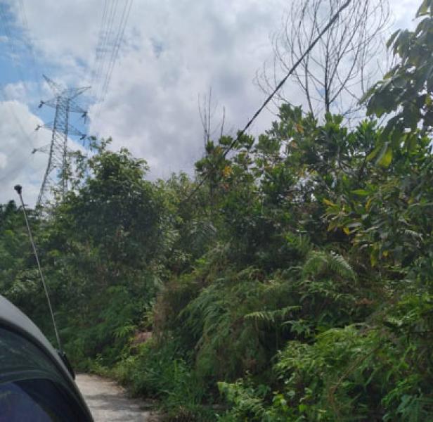 Kabel Bergelantungan di Pepohonan, Dinilai Lalai