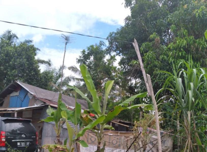 PLN UIWRKR Janji Tindaklanjuti Kabel Begelantungan di Pepohonan