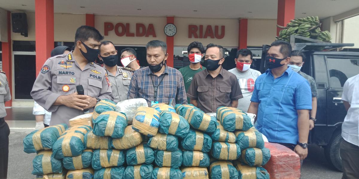 Polda Riau Gagalkan Peredaran 100 Kg Ganja Asal Aceh, Barang Bukti Disembunyikan di Bawah Tumpukan Pisang 