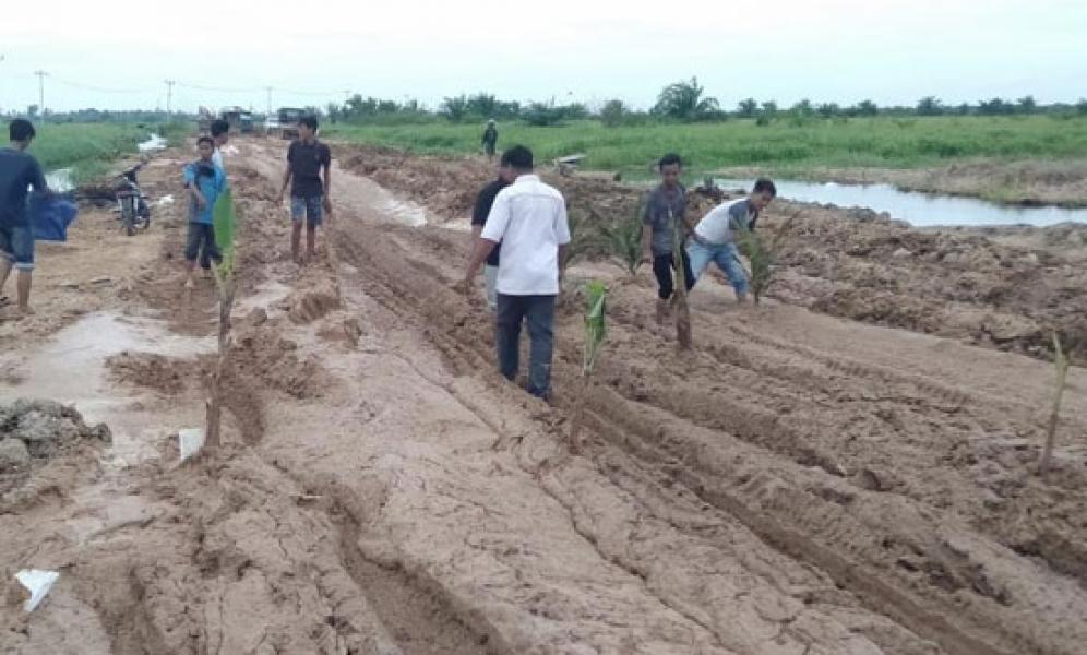 Puluhan Warga Tanam Pohon Pisang dan Kelapa Sawit di Tengah Jalan Lintas Sontang-Kasang Padang