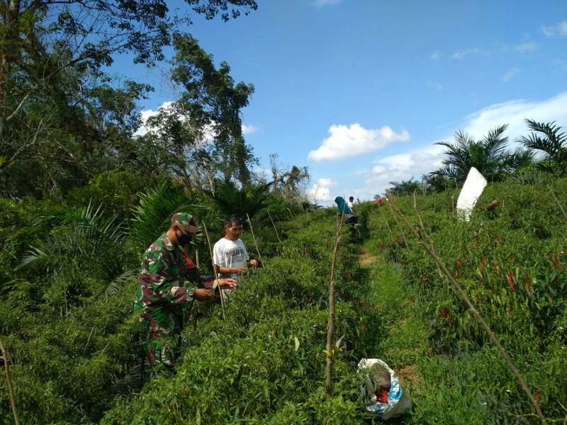 Serda Aan Setiawan Babinsa Sungai Kandis Koramil 13/Rokan Bantu Petani Memanen Cabai