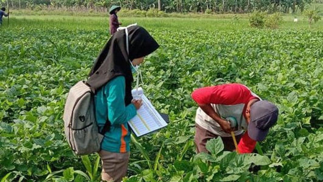 Umbi Porang Laku di China, Bisa Datangkan Uang Ratusan Juta