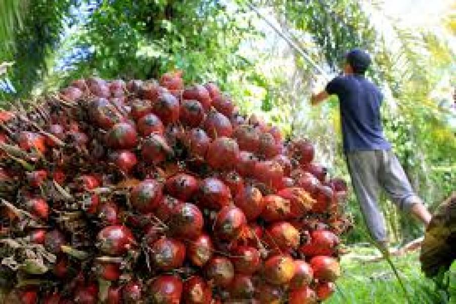 Harga Tanda Buah Sawit Pekan Ini Rp2.361,59 per Kg