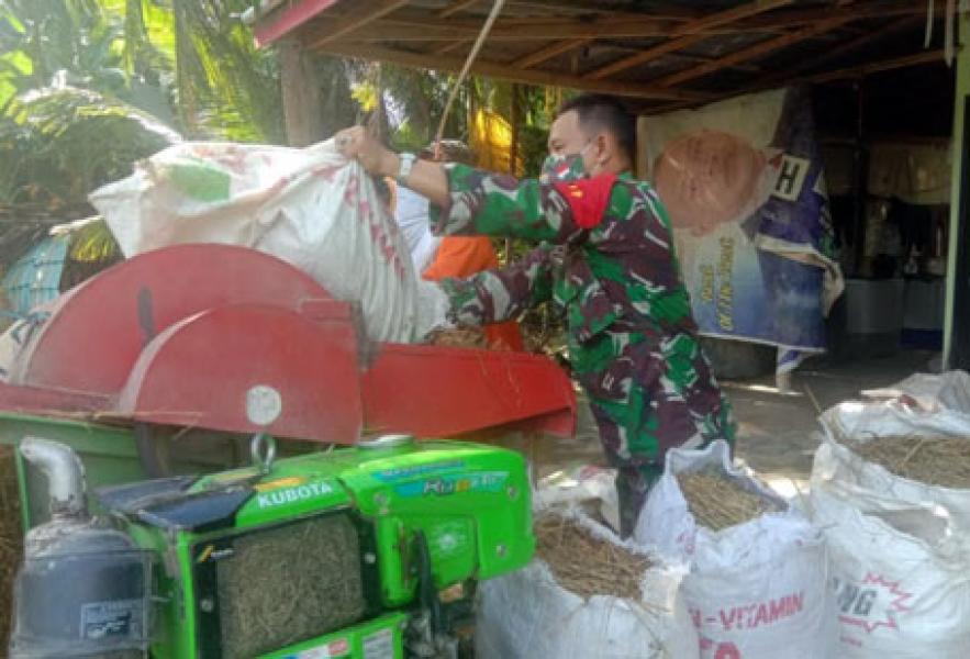 Wujudkan Ketahanan Pangan, Babinsa Ikut Bantu Warga Binaan Rontokan Padi yang Sudah Dipanen