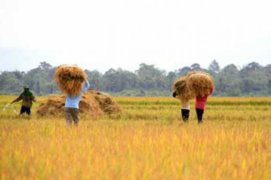 Meranti Masih Kekurangan 21 Ribu Ton Beras per Tahunnya