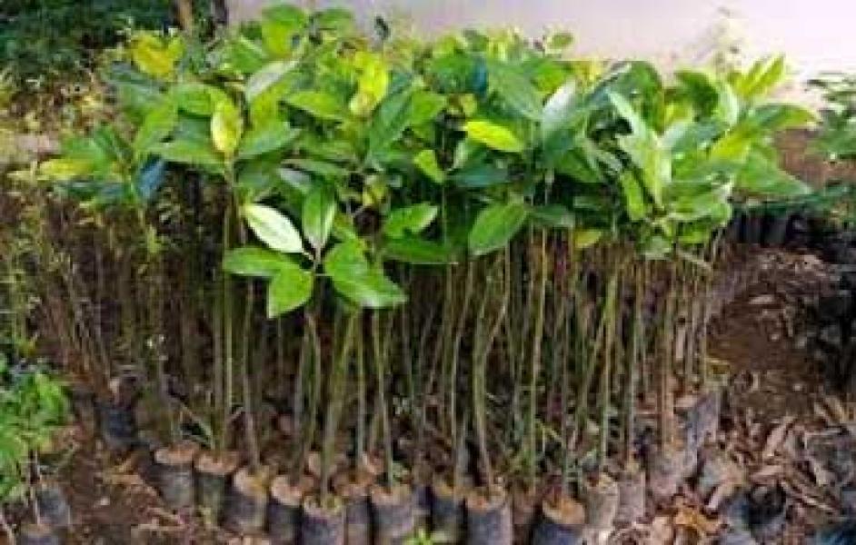 Sumatra Bike Week, Dishut Siak Siapkan Lokasi dan Bibit Barembang