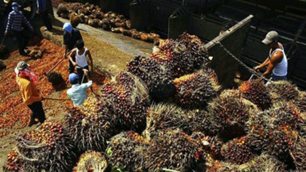 Harga CPO Alami Penurunan Tajam