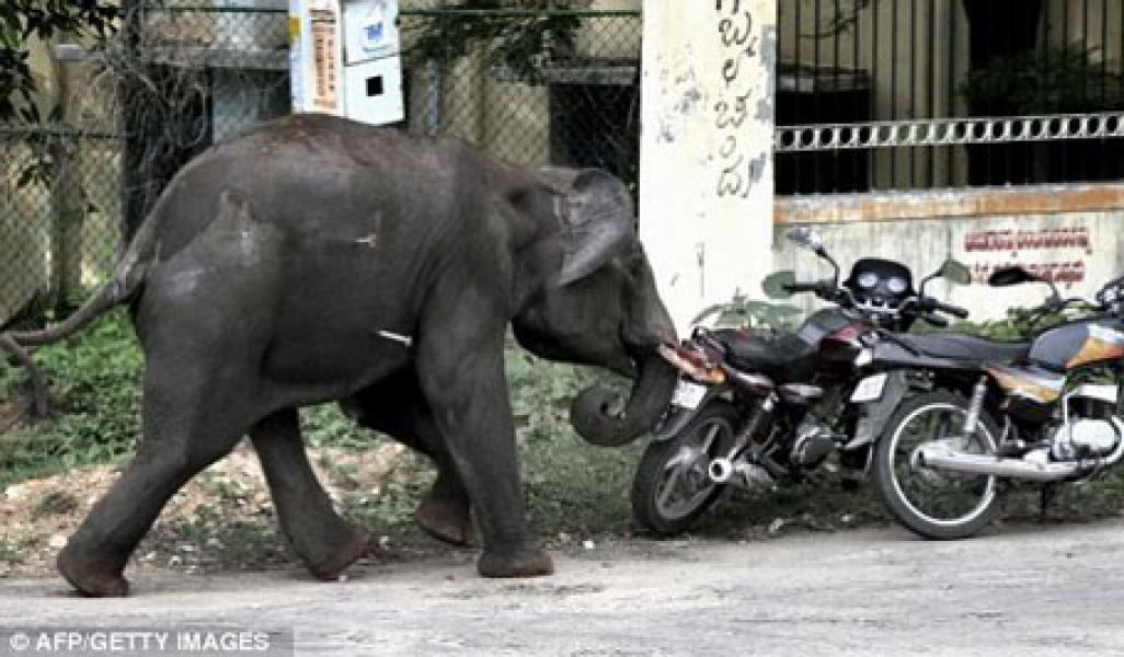 Seekor Gajah Liar Masuk Perumahan Primadona Tenayan Raya, Warga Panik
