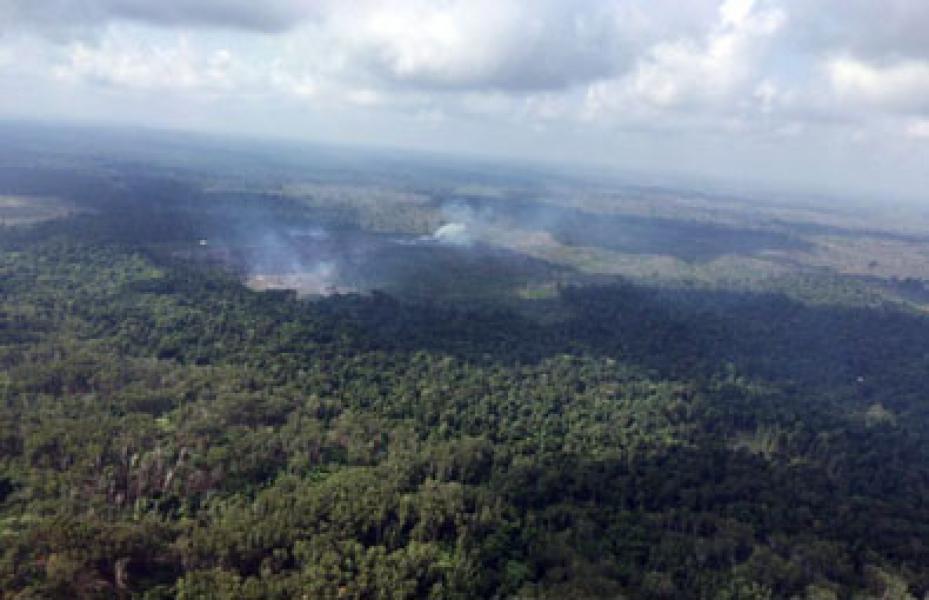80 Hektare Taman Nasional Tesso Nilo Dibakar